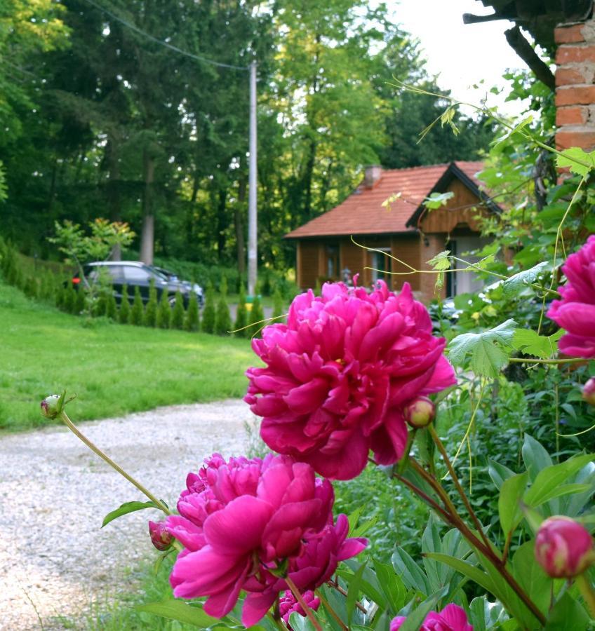 Apartmani Katruza Sveti Martin Na Muri Buitenkant foto